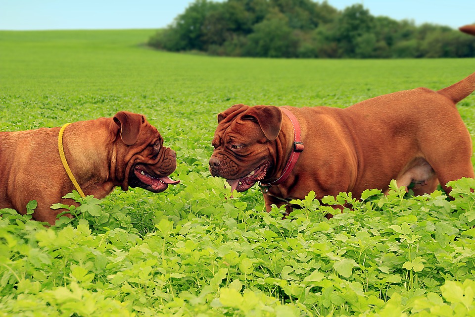 Er en Dogue De Bordeaux jeres næste familiehund?